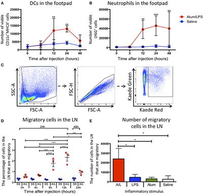 Spatiotemporal Modeling of the Key Migratory Events During the Initiation of Adaptive Immunity